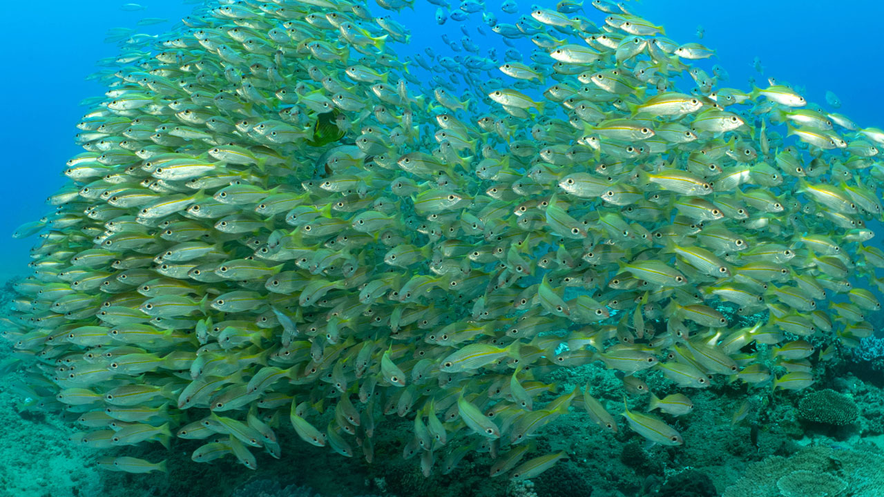 Reef fish in Zambezia, typically the source of protein for much of the coastal province of Zambezia, and which is quickly becoming depleted
