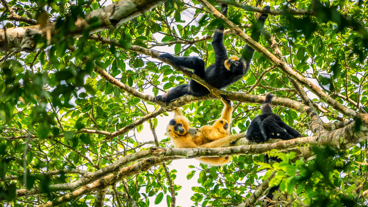 Several endangered yellow-cheeked gibbons hanging in the trees surrounding the Jahoo Gibbon Camp
