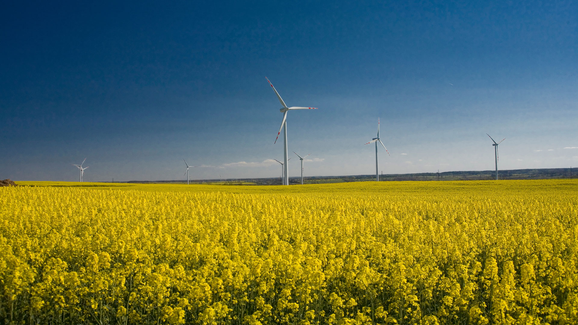 Wind turbines in the background of a field