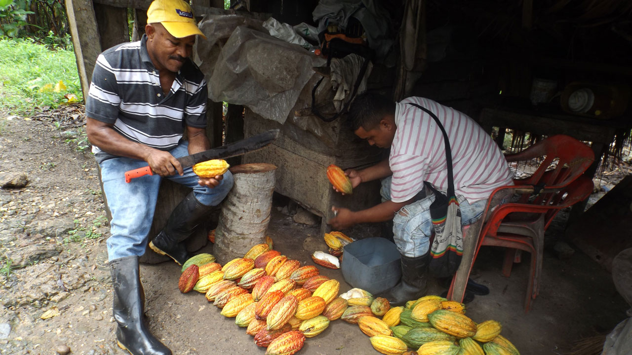 Two farmers prepare cacao samples to test quality