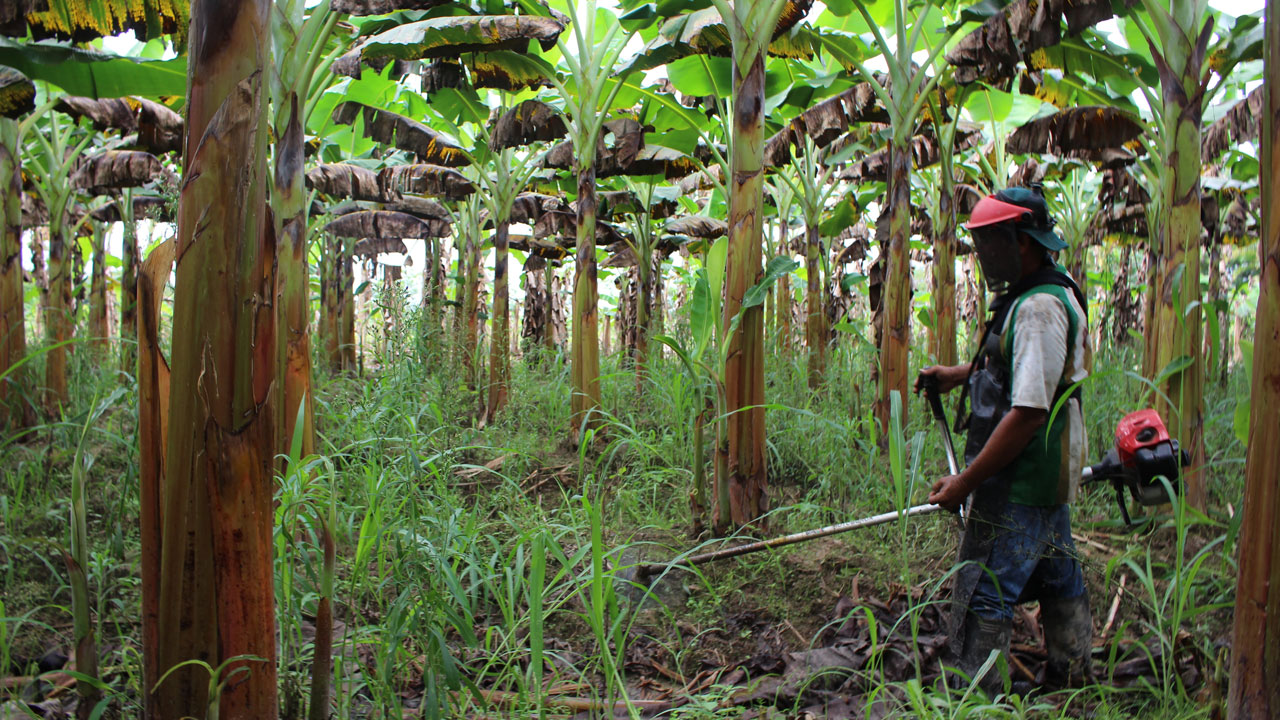 A plantain farmer trims weeds in his plantation