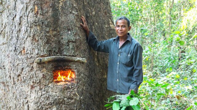 Rural community member collecting tree resin within a protected area near his village in northern Cambodia