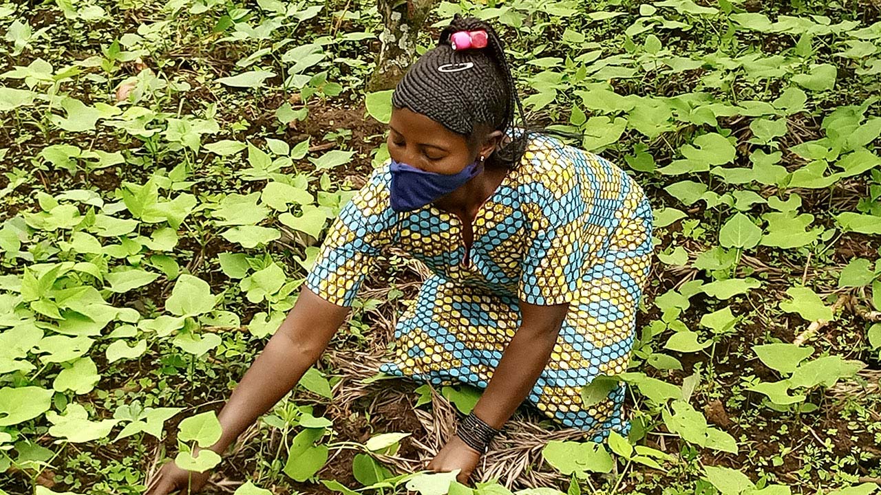 A sharecropper on a Kalehe coffee plantation tends to her bean field