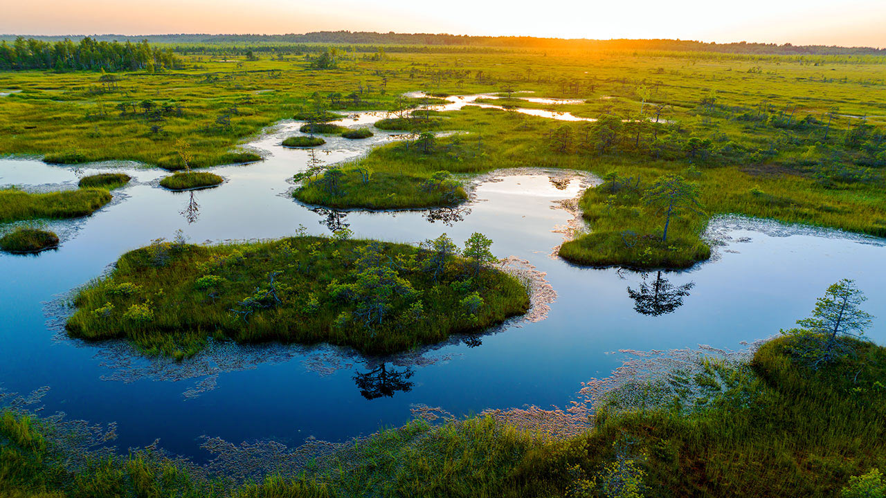 Marshland with islands and pine trees at sunset