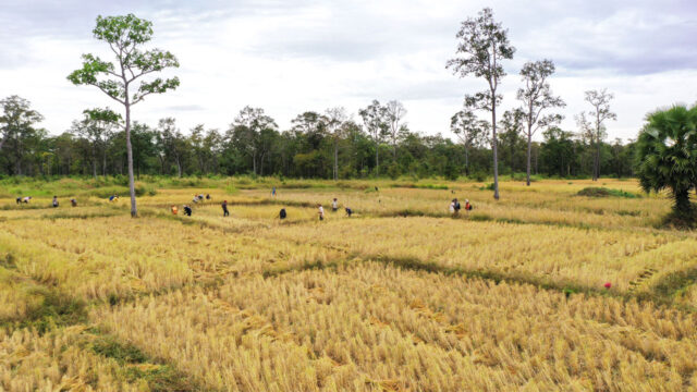 A landscape shot of rice farmers in a field harvesting conservation-friendly rice