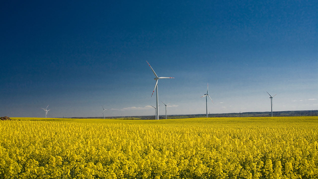 A field of yellow flowers with wind turbines in the background